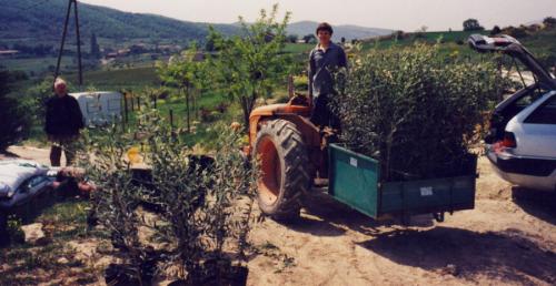 Domaine Pontet Fronzèle, livraison des plants d'oliviers avant plantation