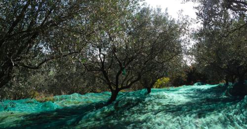 Domaine Pontet Fronzèle, prêts pour la récolte d'olives